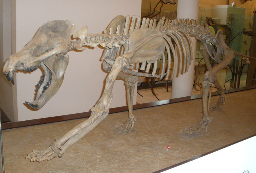 Amphicyonid ("bear dog") skeleton