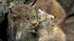 Lynx and cub. Photo: Norbert Rosing. 