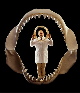 The big jaws are a life-sized model of Megalodon's. The smaller are those of a large great white shark. Photo: National Geographic