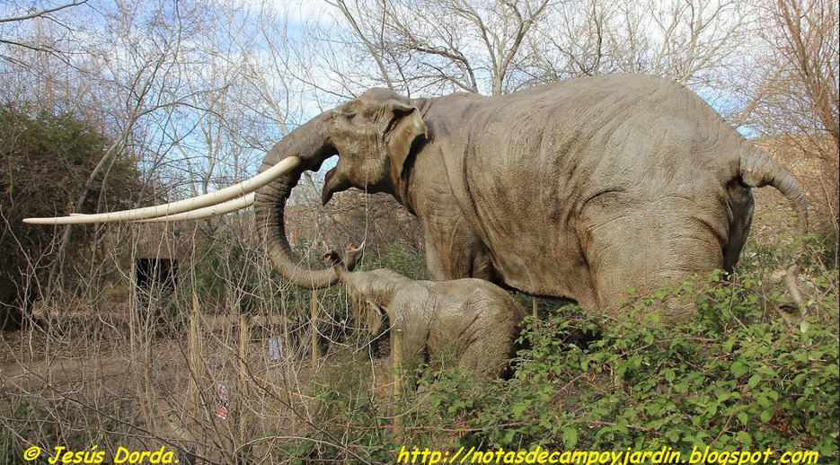 Straight tusked elephants once dominated the British ecosystem