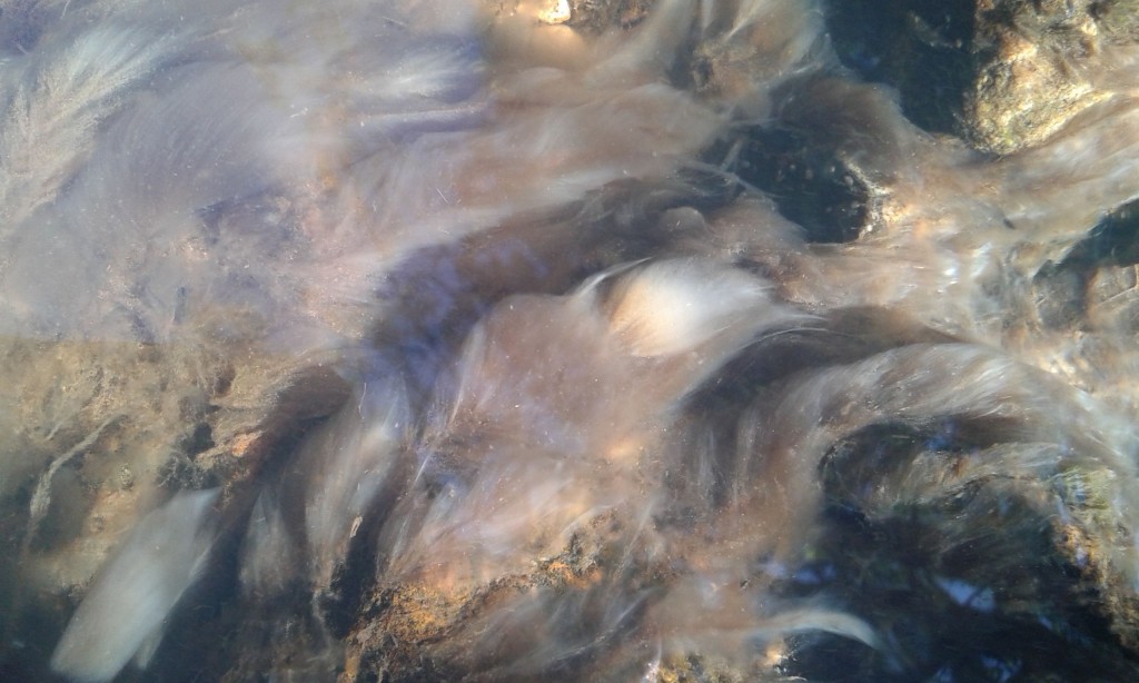 Sewage fungus covering the river bed