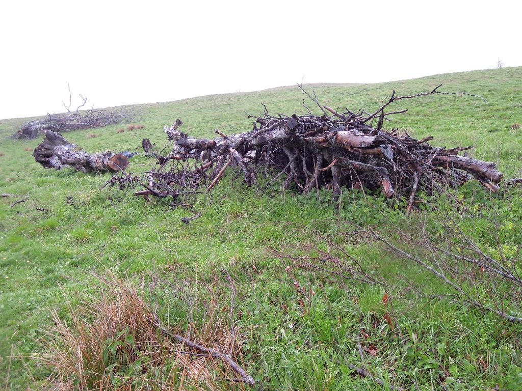 The aftermath of European land cleansing in Vrancea county, Romania. The trees and other dense vegetation have been cut to ensure that the land qualifies for farm subsidies.